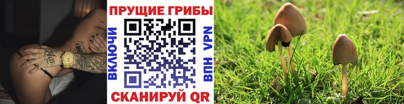 даркнет какой сайт Соликамск Псилоцибиновые грибы GOLDEN TEACHER